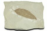 Detailed Fossil Leaf (Allophylus) - Green River Formation, Utah #356124-1